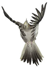 Indoor Free Flight Trained Cockatiels Available for Sale in Chennai. Transportation Available Across INDIA